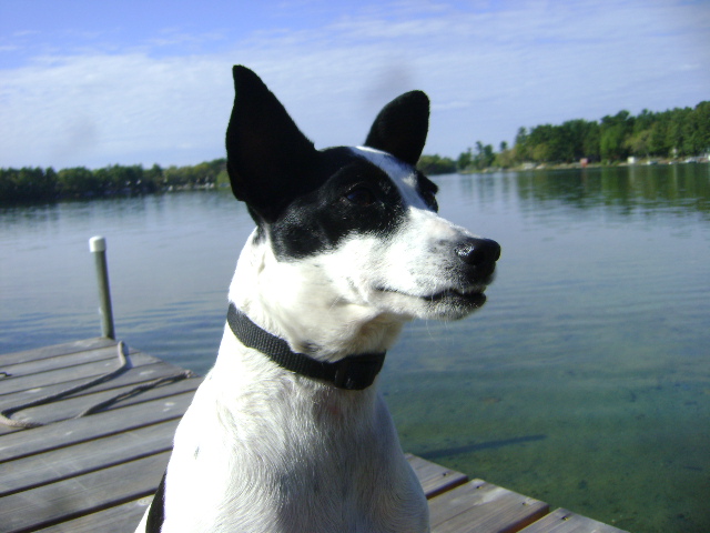 Sasha on Columbia lake