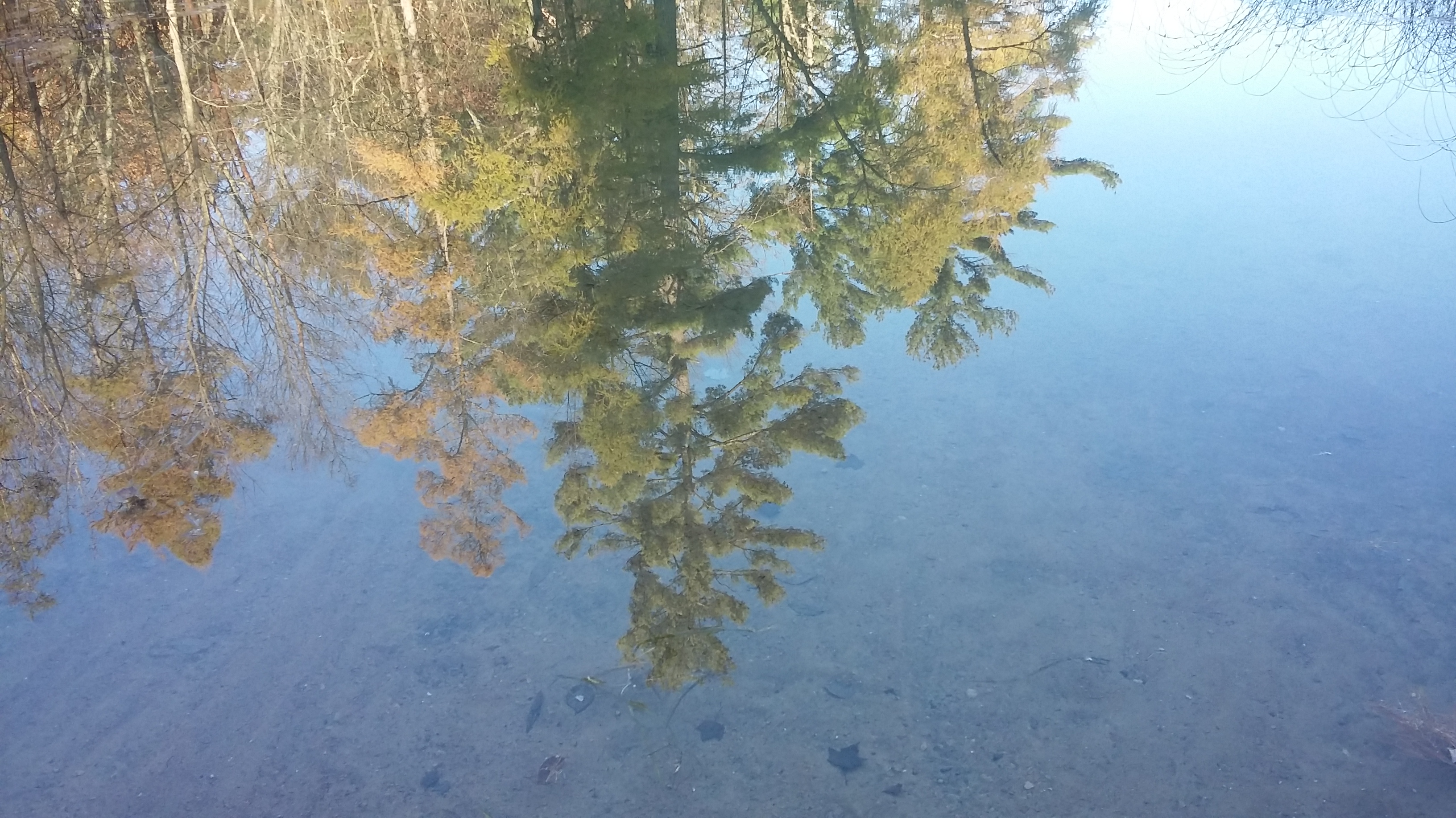 Reflection of Trees off Marl Lake at Boat Launch on Whispering Pines Road