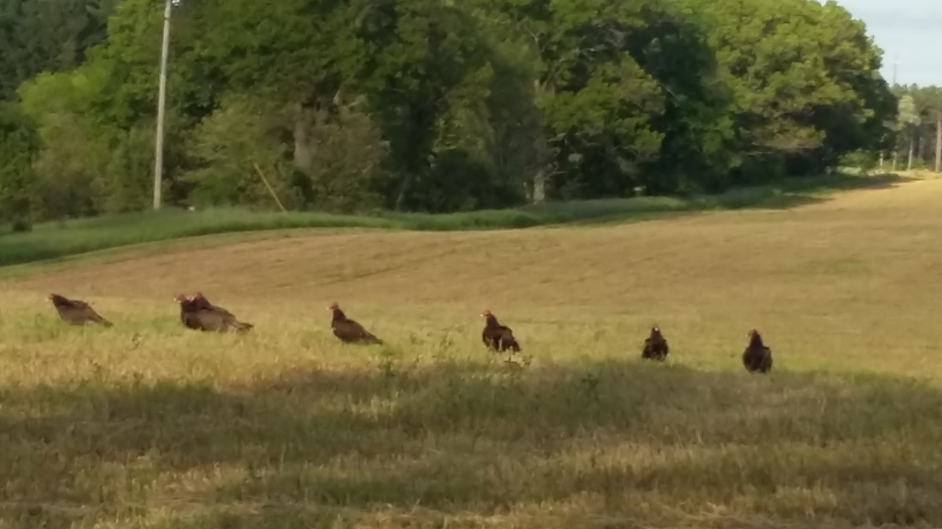 7 Turkey Vulchers Watching one turkey vulcher by it's self!