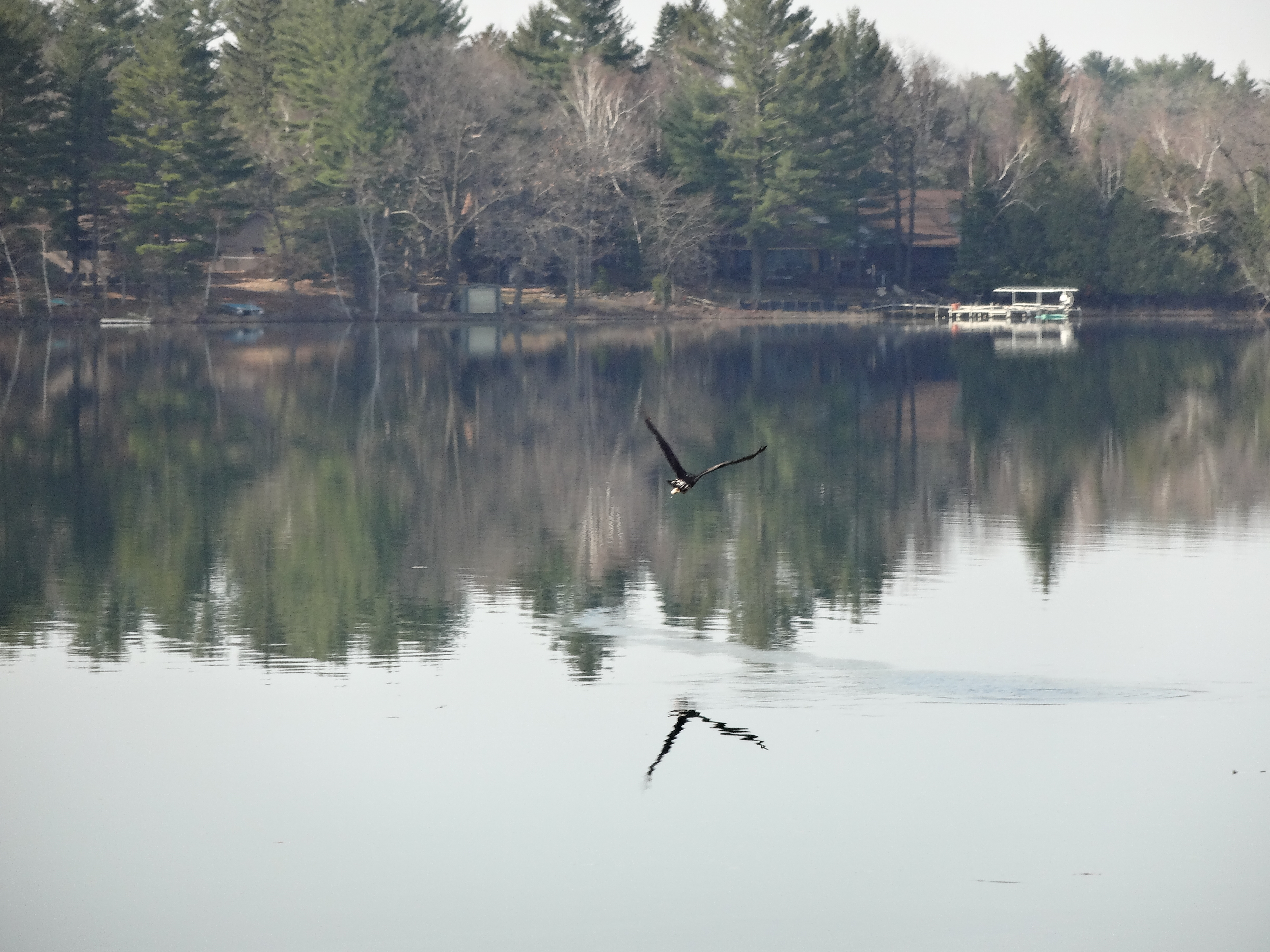 This beautiful bird of prey on Columbia Lake swooped down and picked up a bite to eat, a little fish, and flew away leaving a water trail behind it!