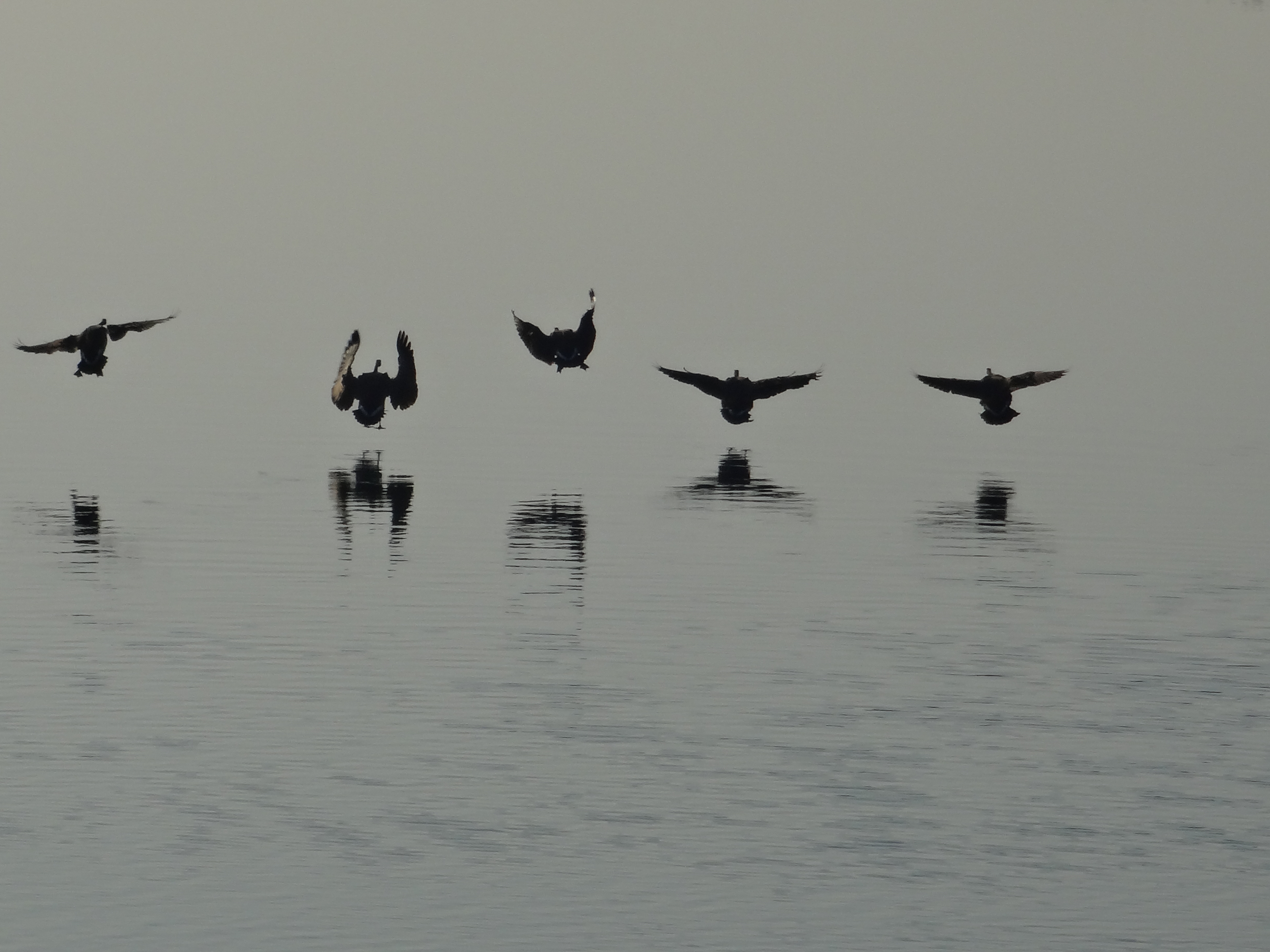 Geese Landing on Columbia Lake