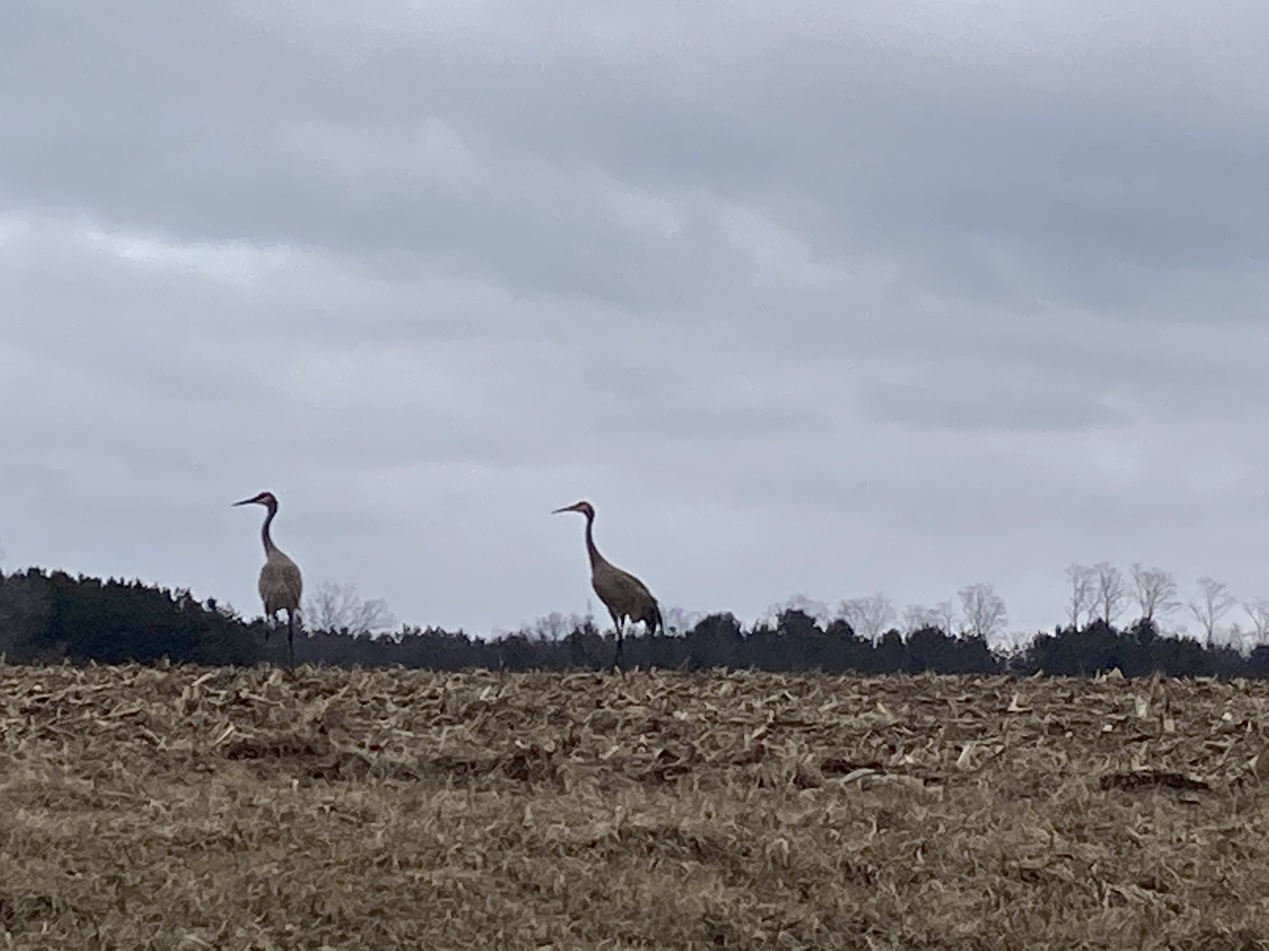 Sand Hill Cranes on CNTY HWY Q