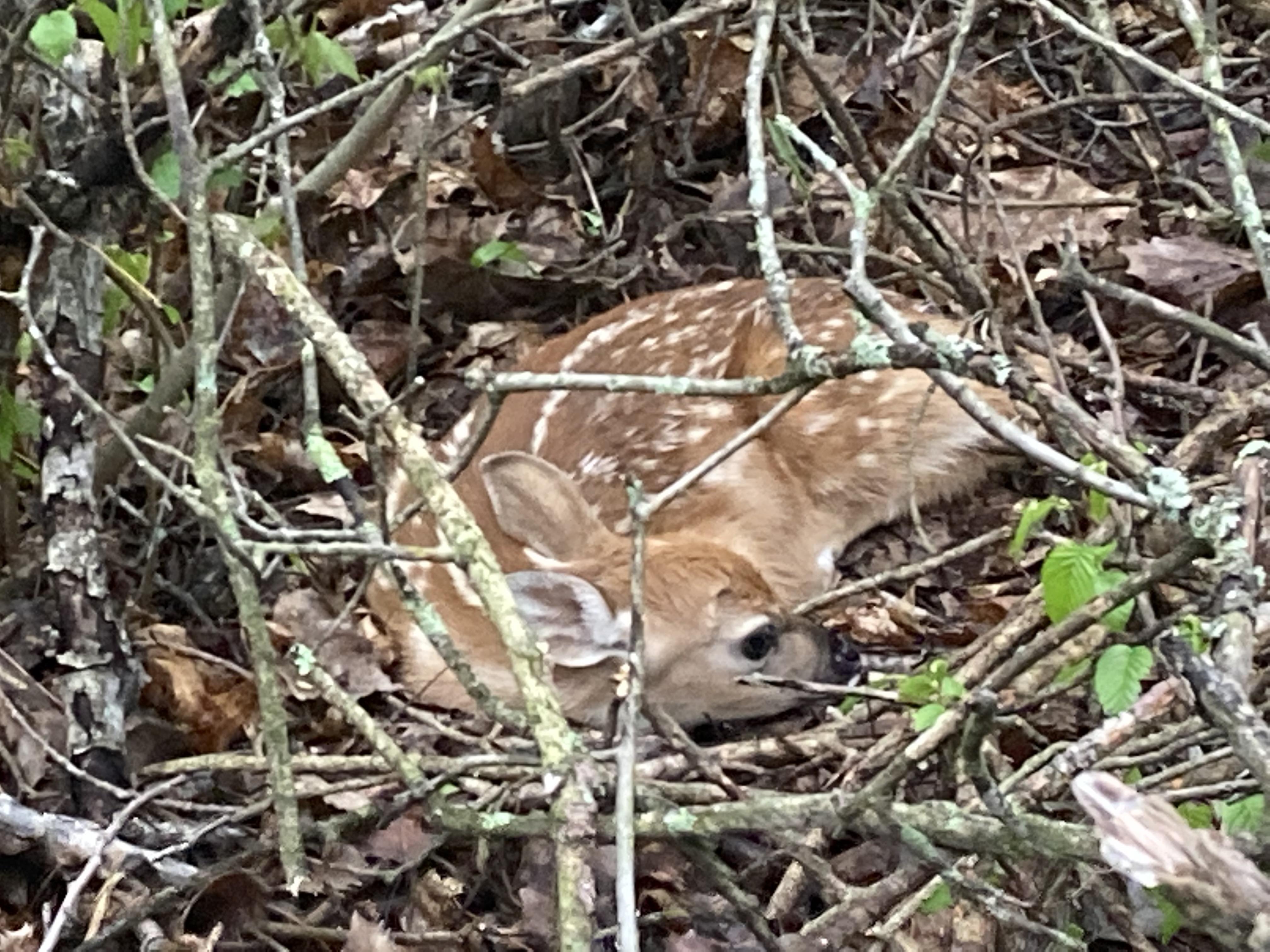 New born Fawn at Emmons Creek